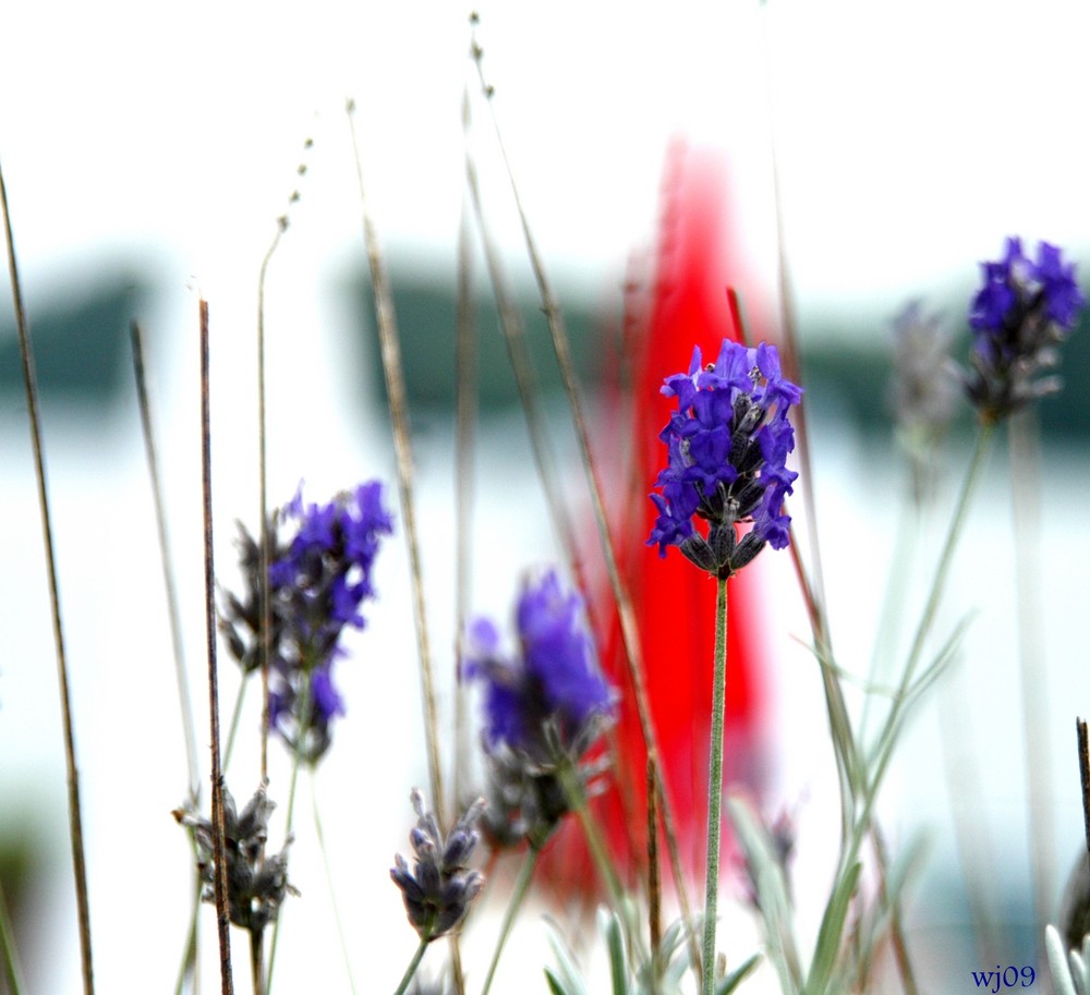 Roter Sonnenschirm