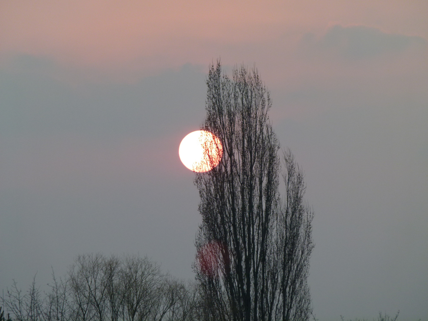 Roter Sonnenuntergang im Baum