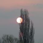 Roter Sonnenuntergang im Baum