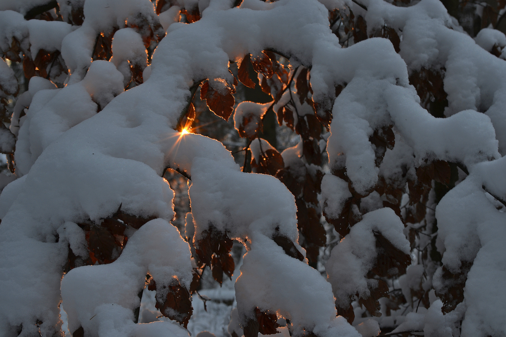 roter Sonnenuntergang im verschneitem Wald