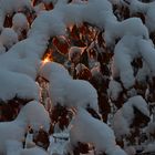 roter Sonnenuntergang im verschneitem Wald