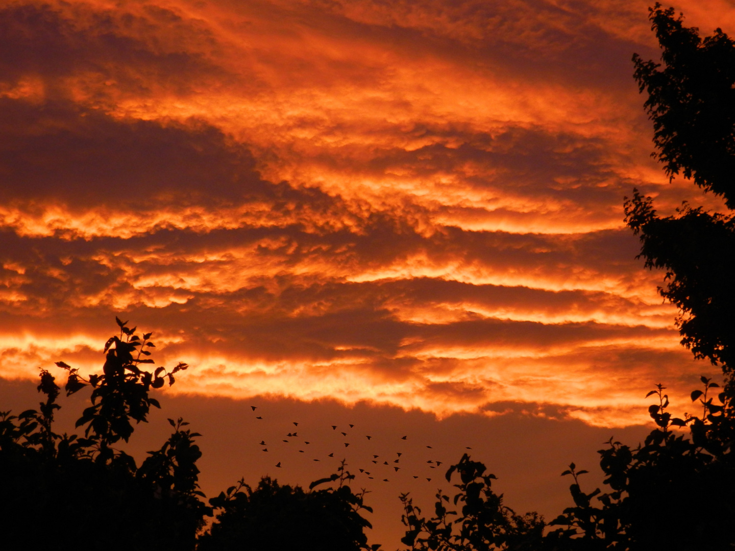 Roter Sonnenuntergang in Münster