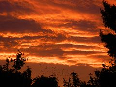 Roter Sonnenuntergang in Münster