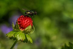 roter Startpunkt