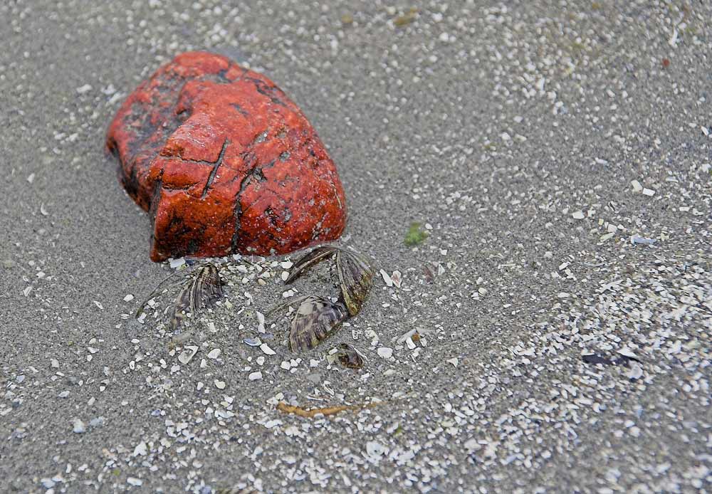 Roter Stein am Bodenseeufer
