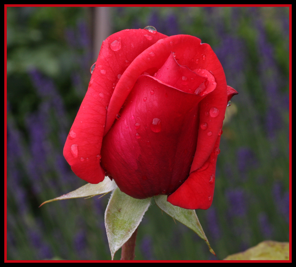 " ROTER STERN " vor blauem Lavendel