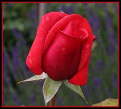 " ROTER STERN " vor blauem Lavendel