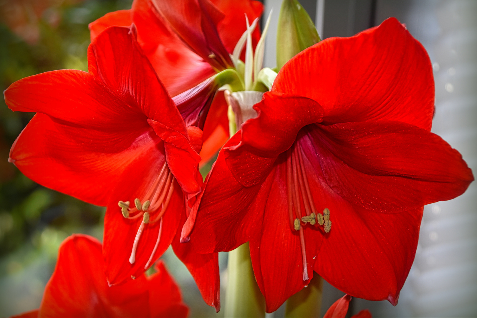 Roter Sternenkranz