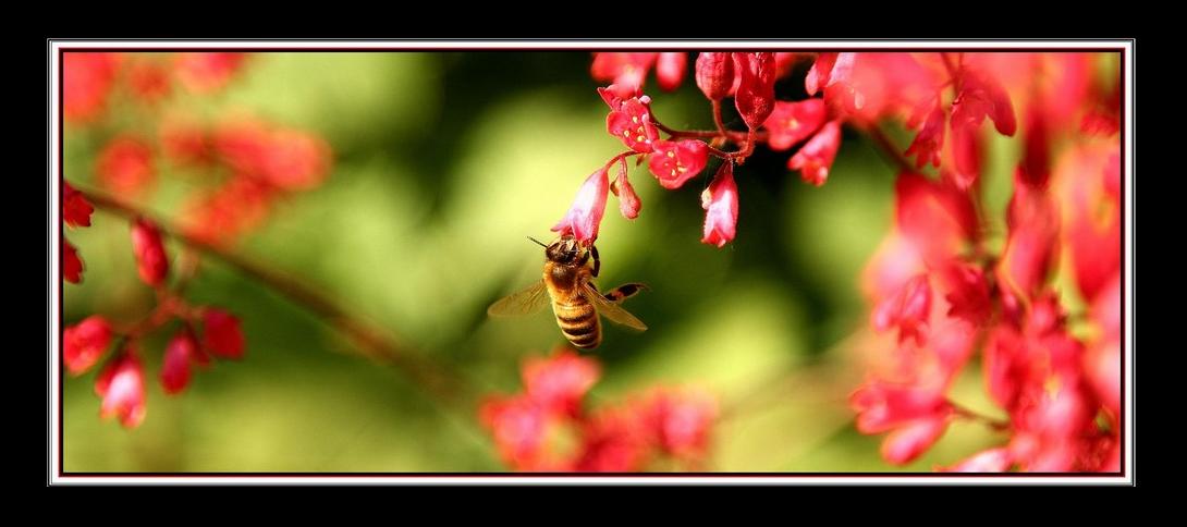 Roter Stich