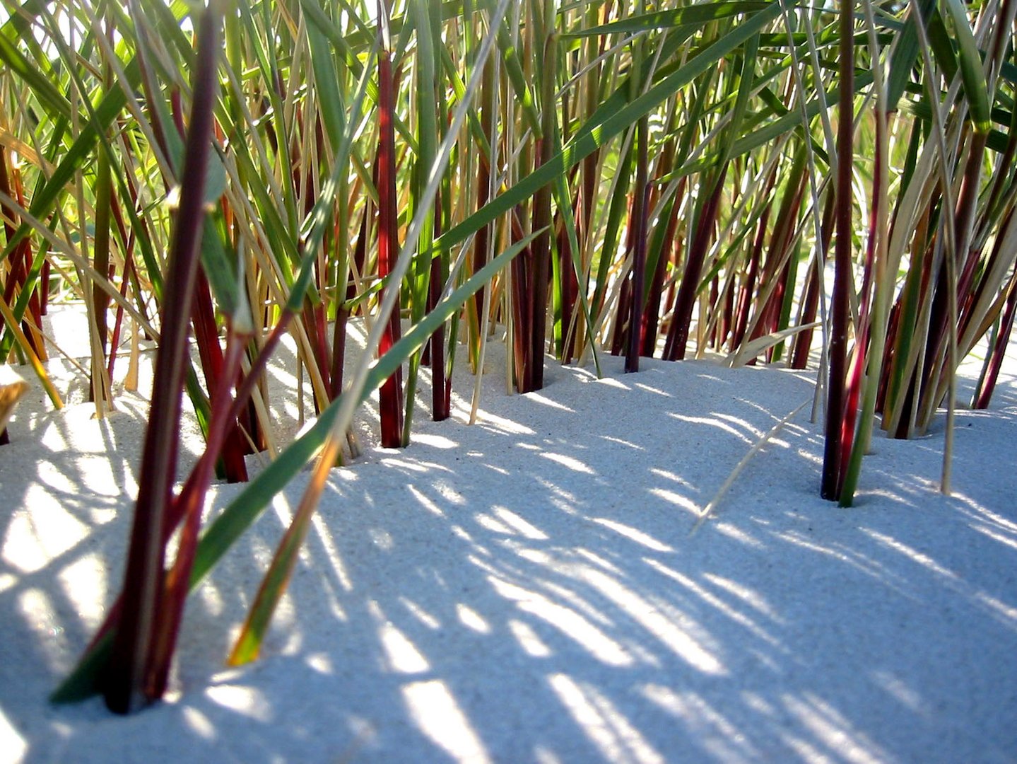 Roter Strandwald