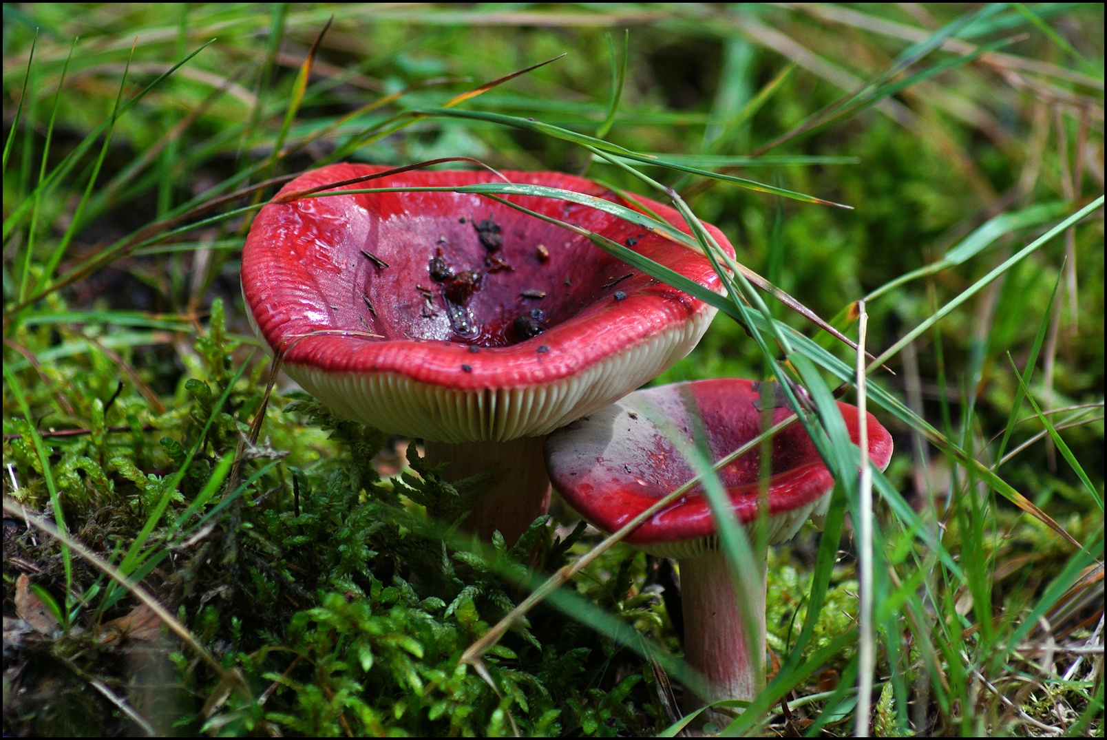 Roter Täubling Foto &amp; Bild | pflanzen, pilze &amp; flechten, pilze ...