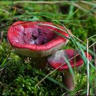 Roter Täubling