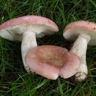 Roter Täubling (Russula sp.)