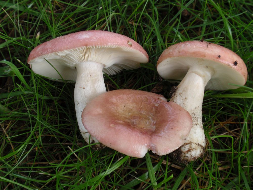 Roter Täubling (Russula sp.) Foto &amp; Bild | pflanzen, pilze &amp; flechten ...