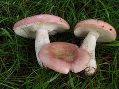 Roter Täubling (Russula sp.)