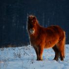 roter Teddybär