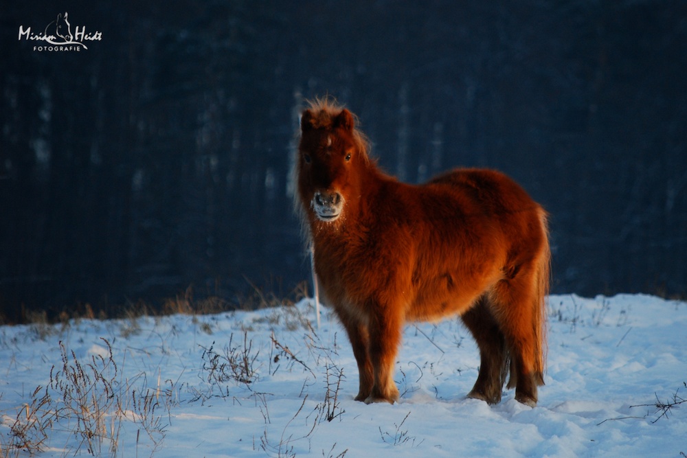 roter Teddybär