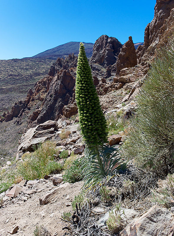 Roter Teide Natternkopf (Echium wildpretii) 