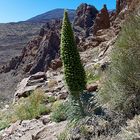 Roter Teide Natternkopf (Echium wildpretii) 