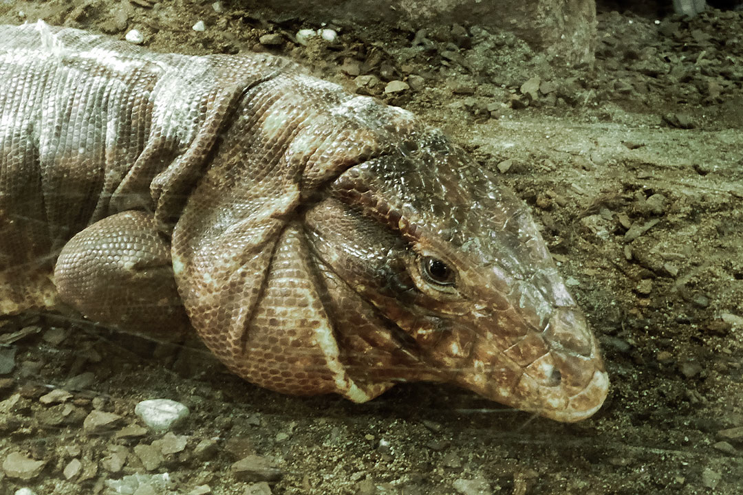 Roter Teju - Terrazoo Rheinberg