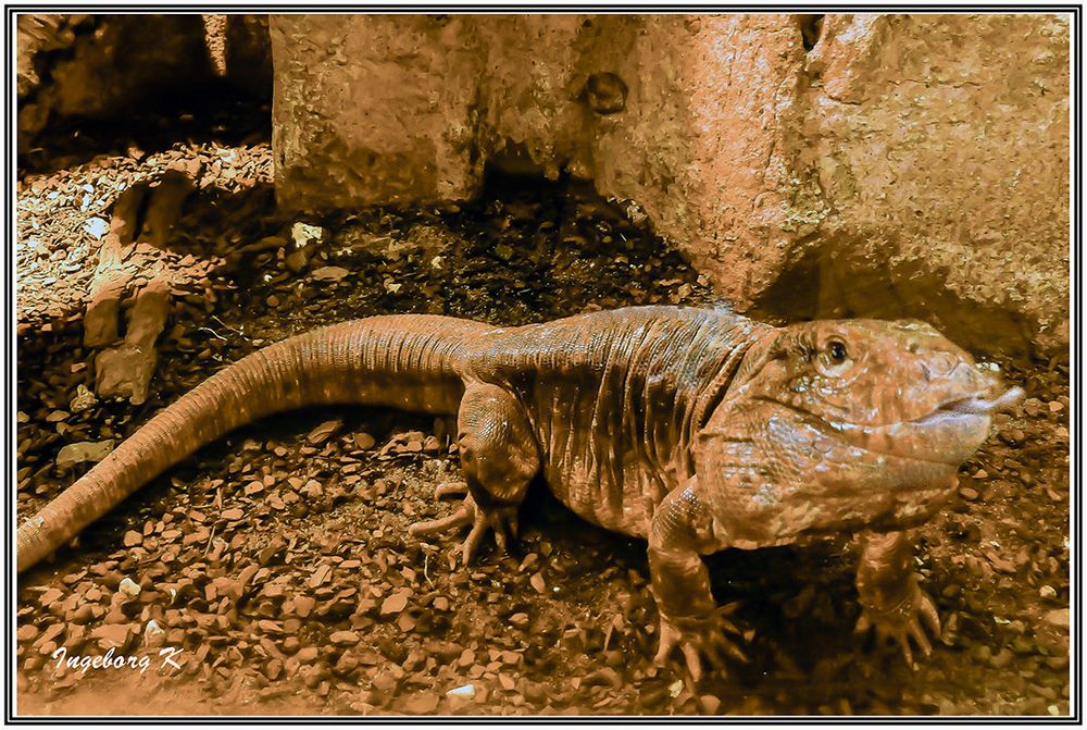 roter Teju - Terrazoo Rheinberg