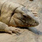 Roter Teju - "unplugged" fotografiert im Tierpark Hellabrunn