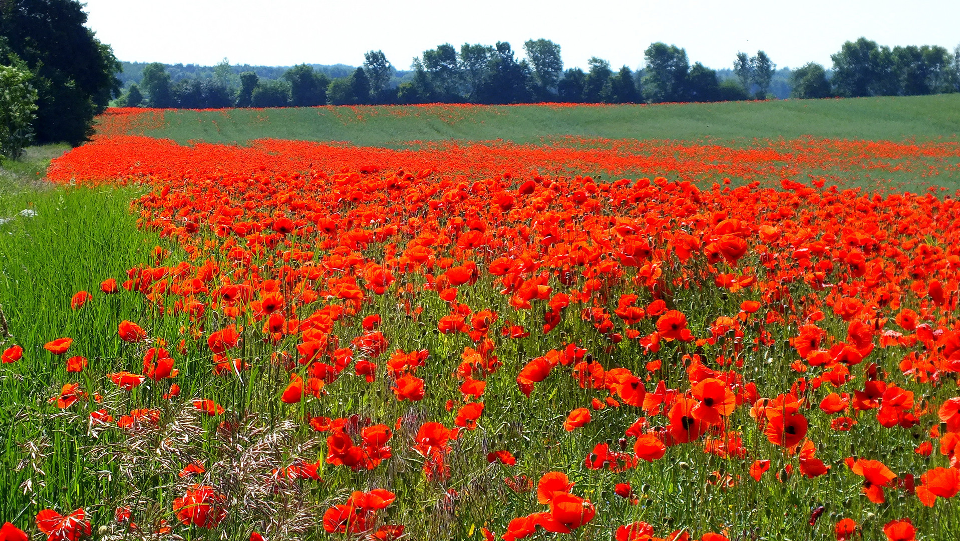 Roter Teppich