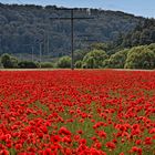 Roter Teppich