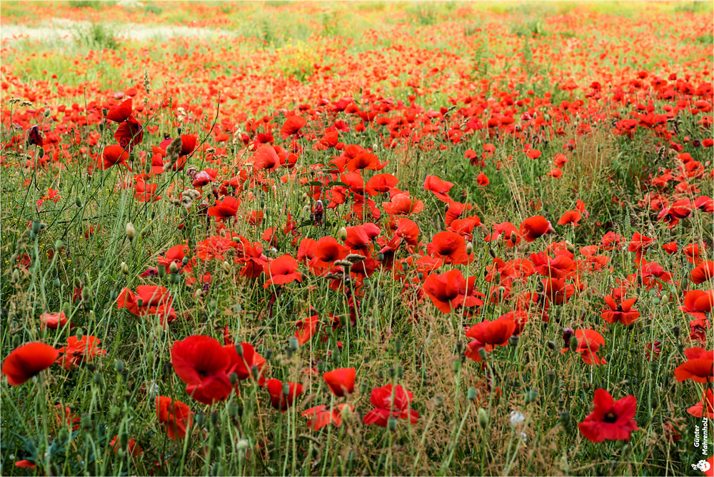 Roter Teppich