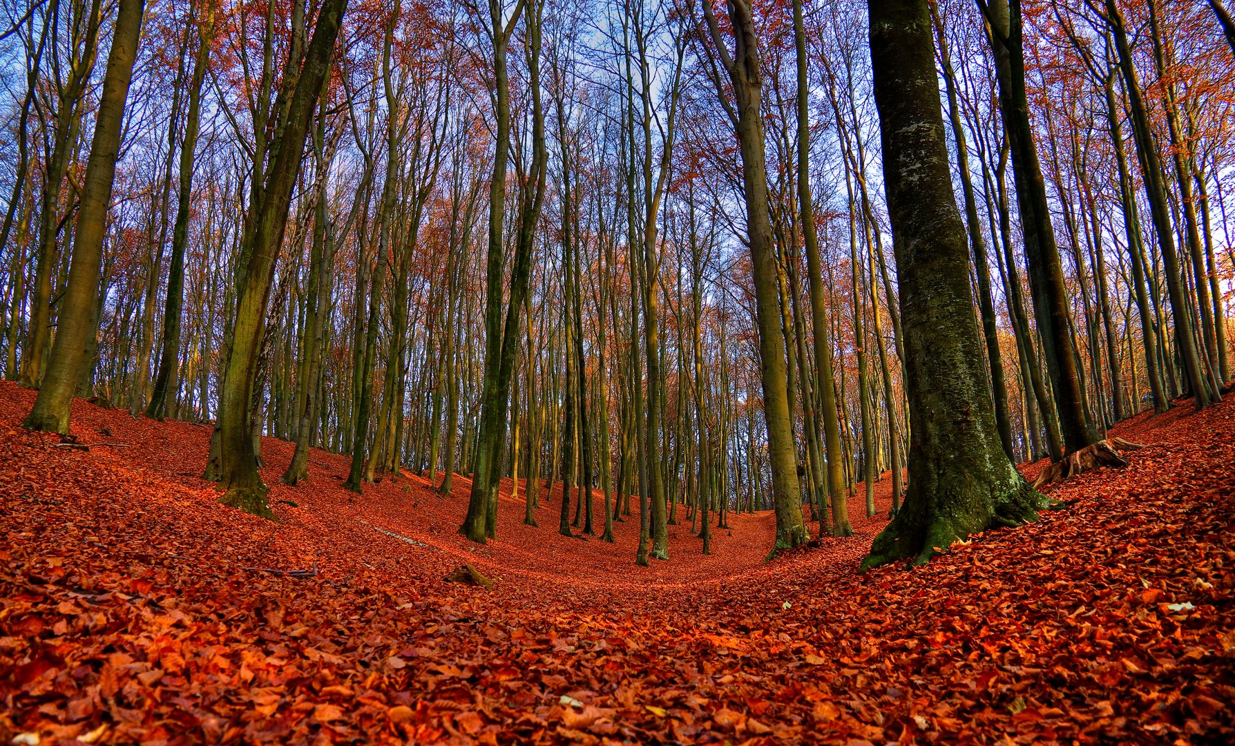 Roter Teppich