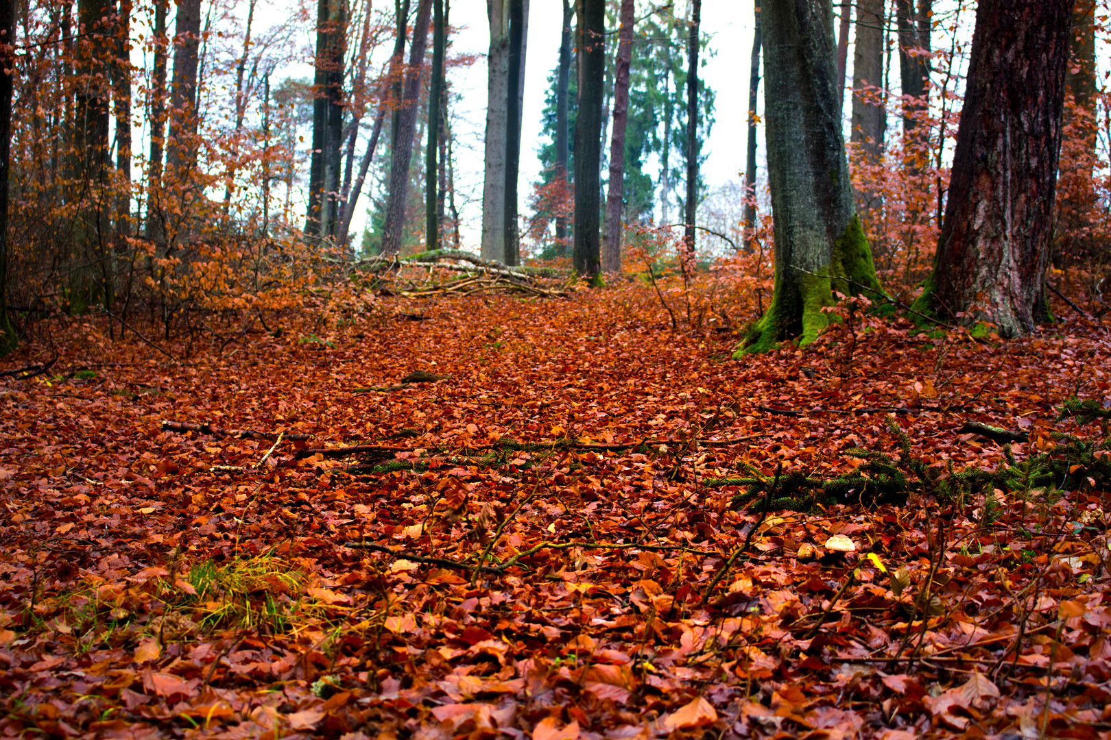 roter teppich