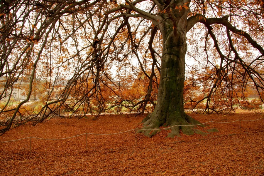 Roter Teppich