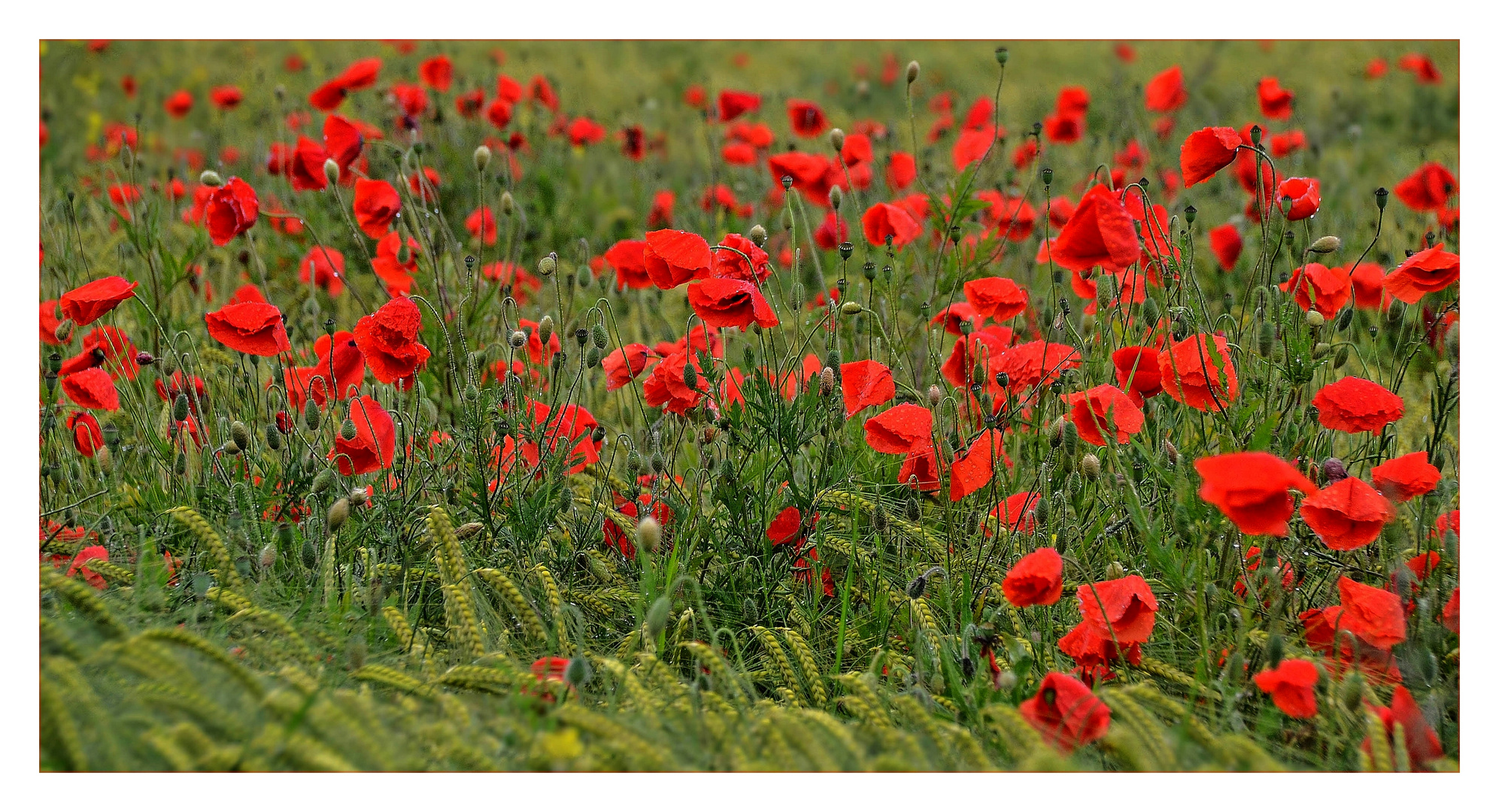 roter Teppich