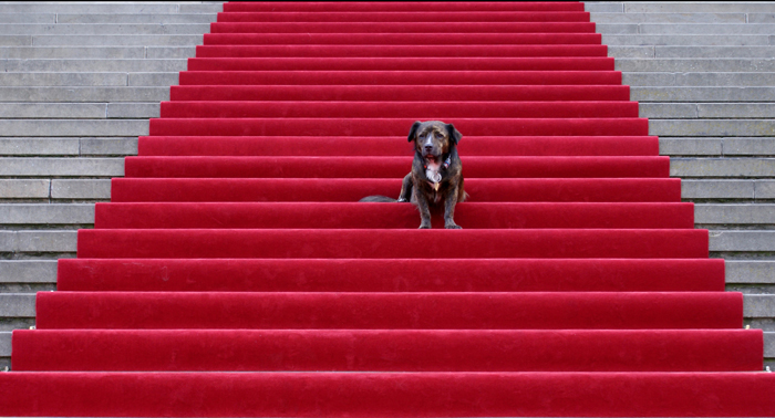 Roter Teppich für Timmy