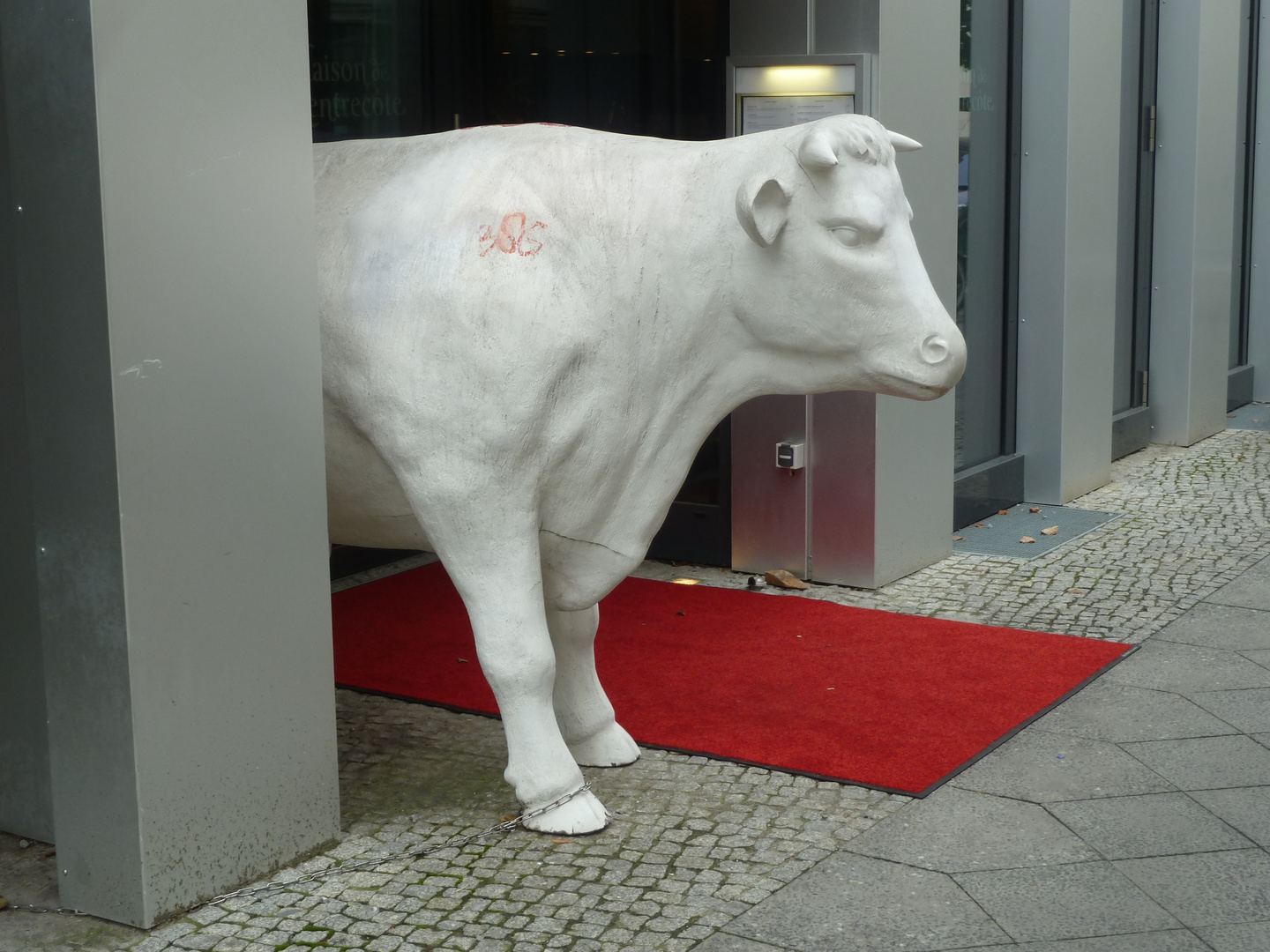 Roter Teppich-nicht für Rindviecher