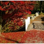 Roter Teppich vom goldenen Oktober........