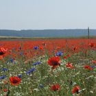 Roter Teppich vor Königslutter