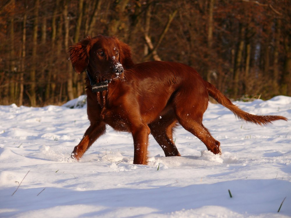 Roter Teufel im Schnee