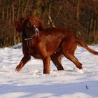 Roter Teufel im Schnee