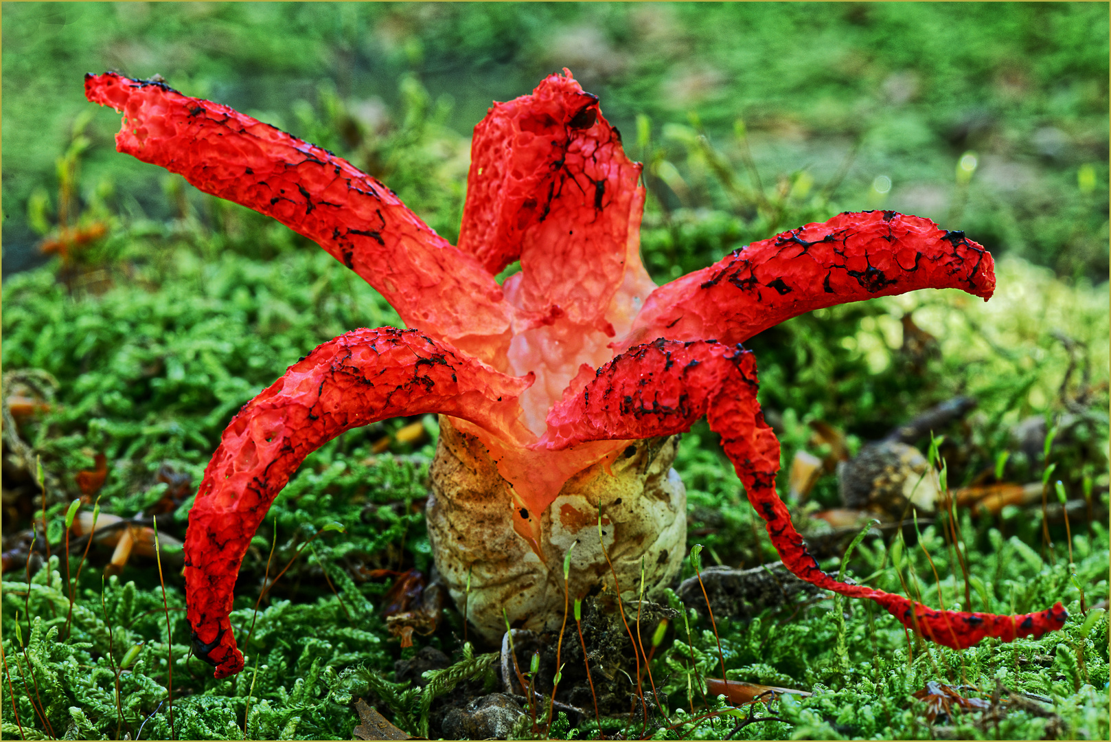 Roter Tintenfischpilz