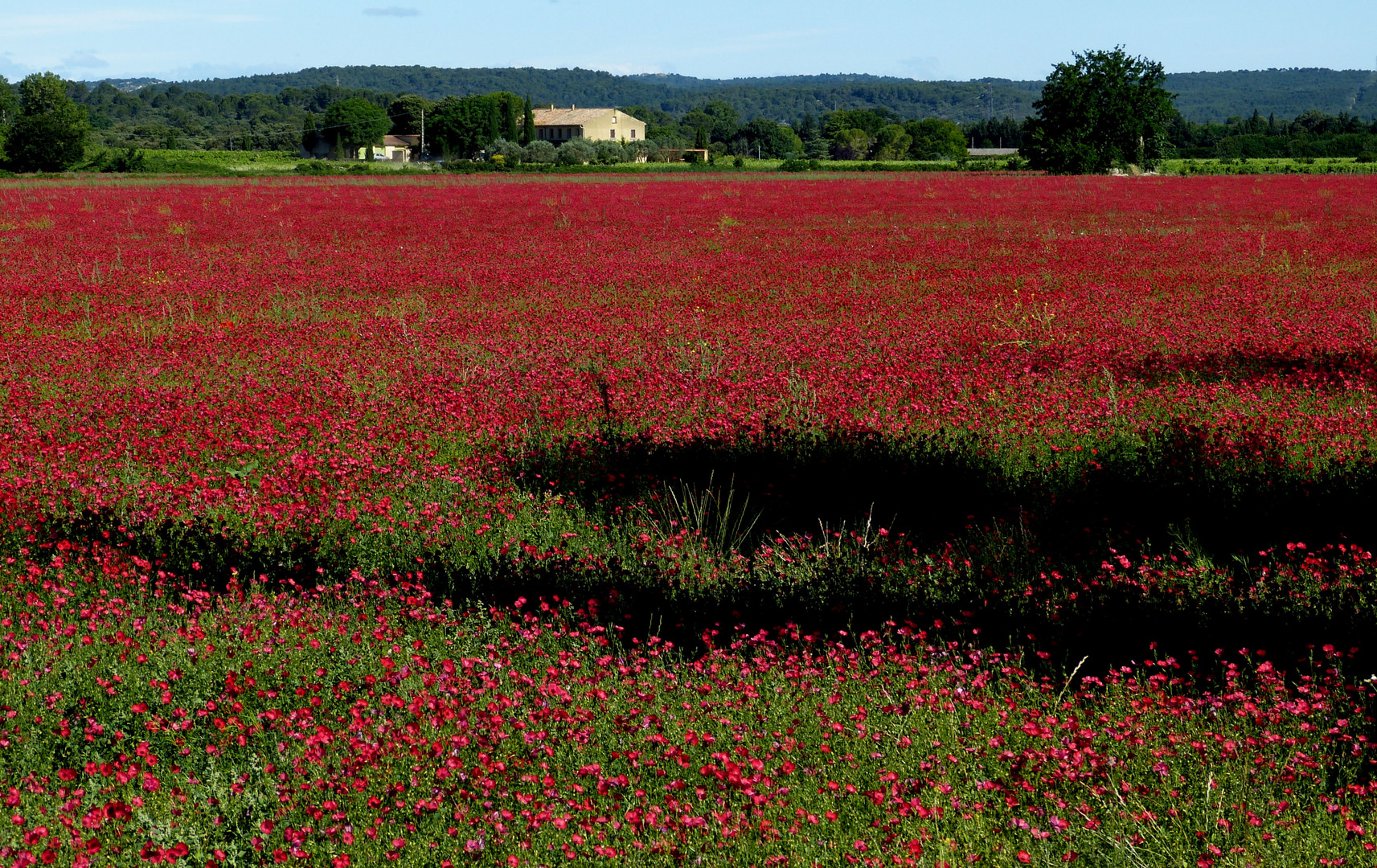 roter Traum