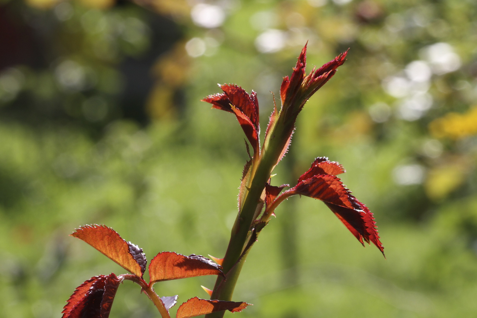 Roter Trieb