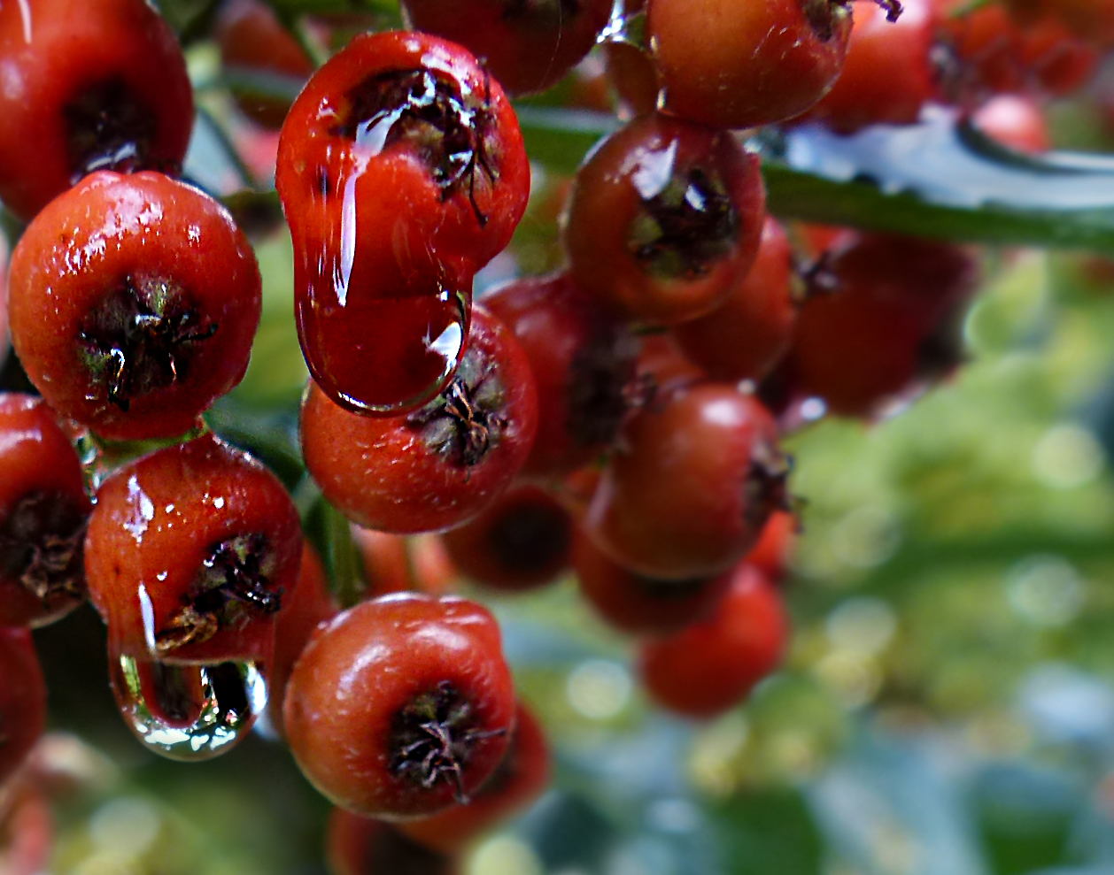 Roter Tropfen