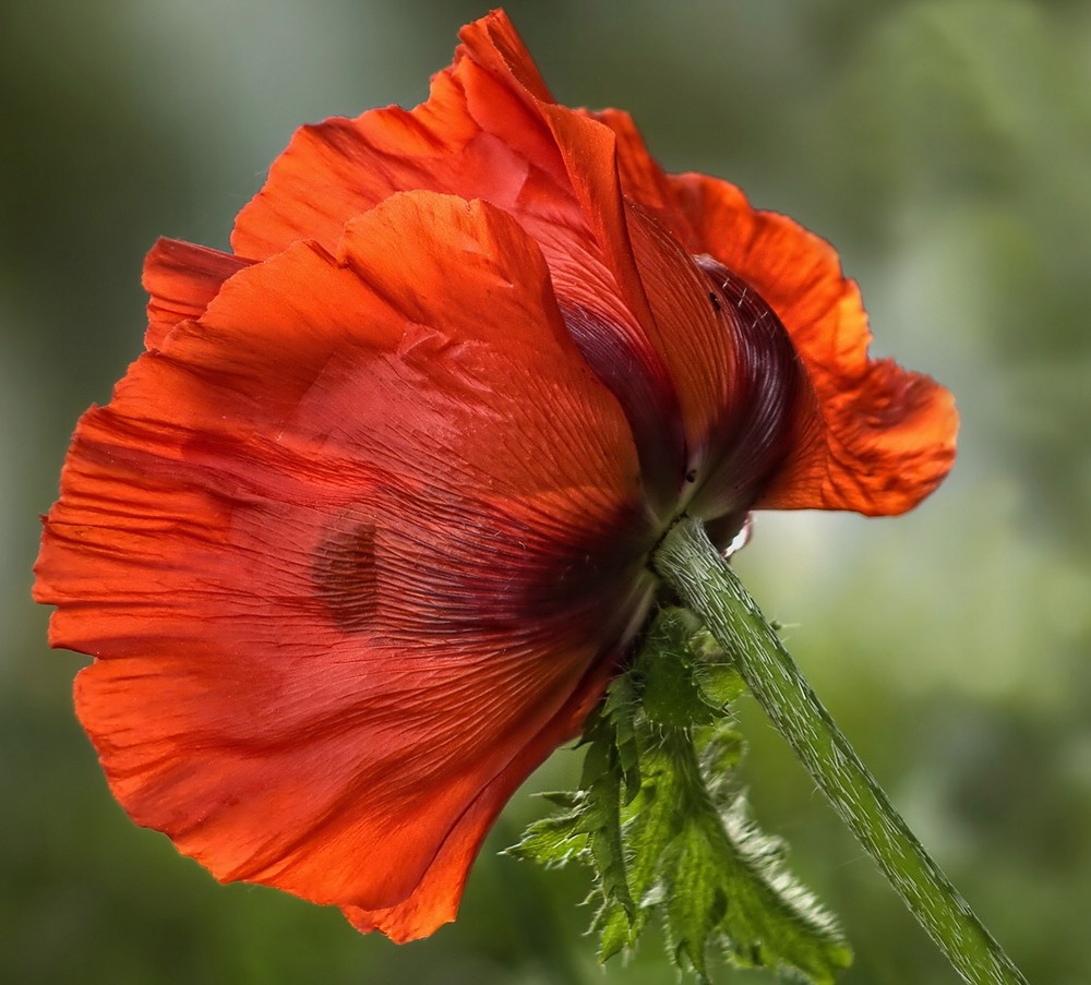 ~ Roter Türkenmohn ~