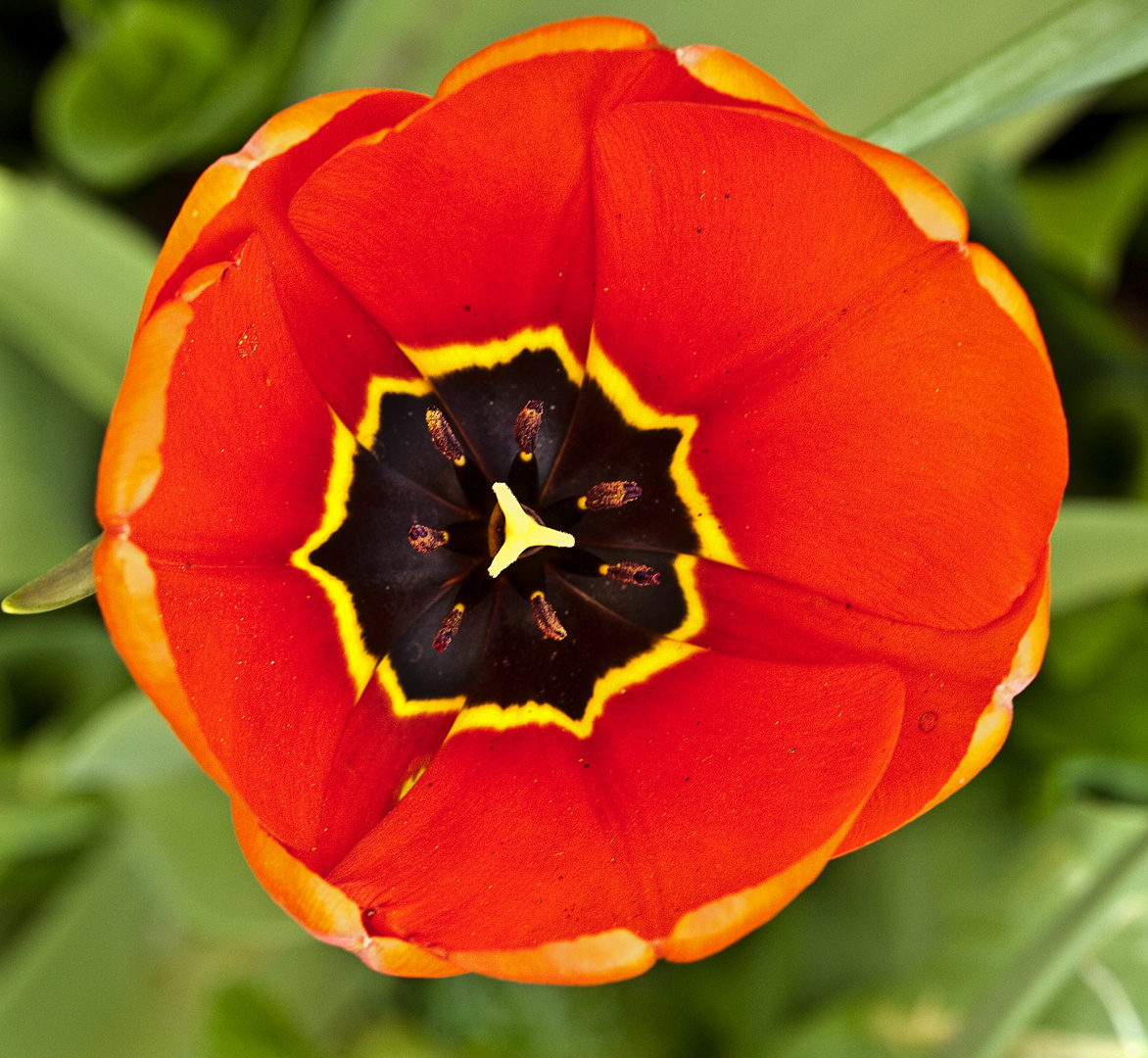 roter Tulpenkelch