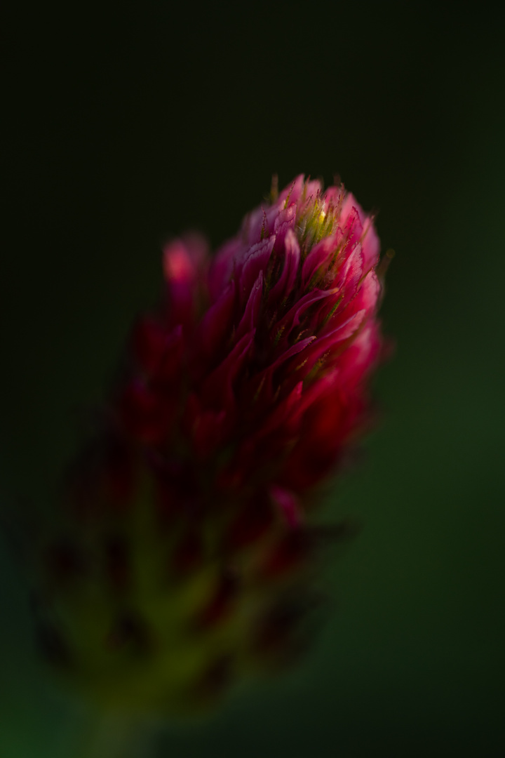 Roter Tupfen der Natur