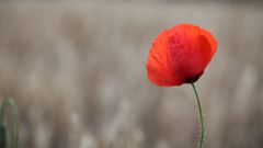 *** Roter Tupfer ***