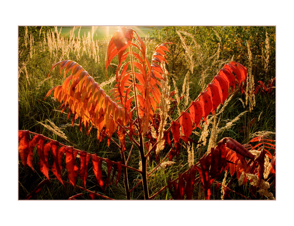 Roter und Goldener Oktober an der Kiesgrube...