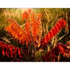 Roter und Goldener Oktober an der Kiesgrube...