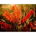 Roter und Goldener Oktober an der Kiesgrube...